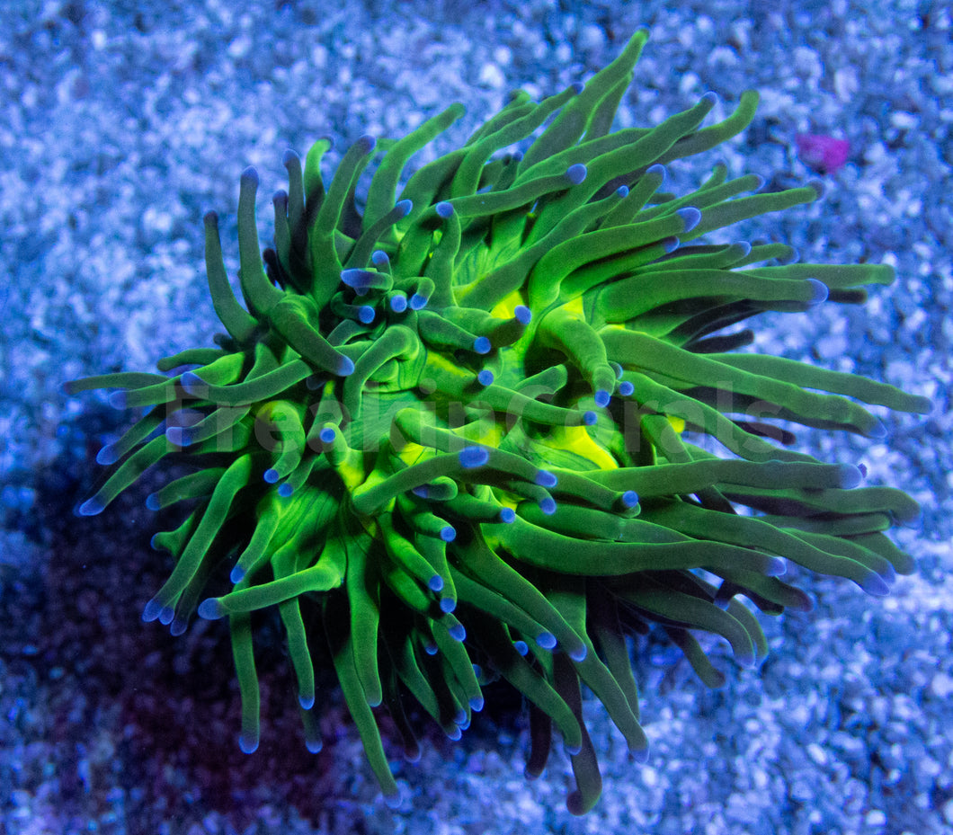 FK Blue Tip Torch Euphyllia (1 Head)