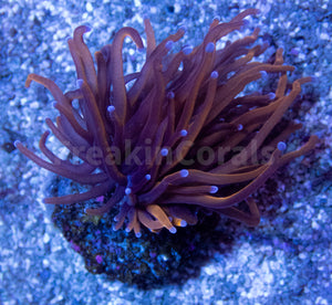 FK 24K Grade B Torch Euphyllia (1 Head)