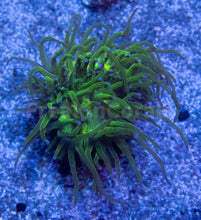 Carregar imagem no visualizador da galeria, FK Blue Tip Torch Euphyllia (2 Heads)