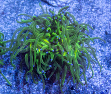 Carregar imagem no visualizador da galeria, FK Blue Tip Torch Euphyllia (2 Heads)