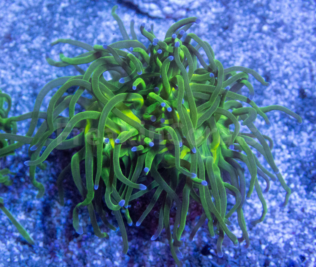 FK Blue Tip Torch Euphyllia (2 Heads)