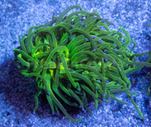 Carregar imagem no visualizador da galeria, FK Blue Tip Torch Euphyllia (2 Heads)