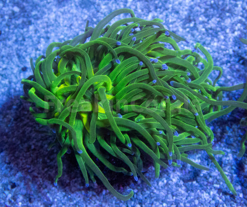 FK Blue Tip Torch Euphyllia (2 Heads)