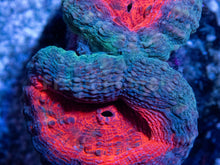 Carregar imagem no visualizador da galeria, FK Lava Mouth Lobophyllia Aussie (S Size) LPS973