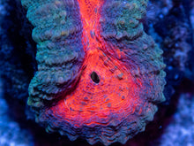 Carregar imagem no visualizador da galeria, FK Lava Mouth Lobophyllia Aussie (S Size) LPS736