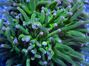 FK Pink Tip Torch Euphyllia (2 Heads)