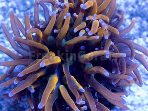 FK USA Holy Grail  Grade B Torch Euphyllia (1 Head)