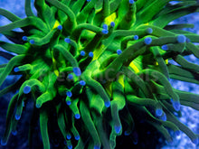 Carregar imagem no visualizador da galeria, FK Blue Tip Torch Euphyllia (1 Head)