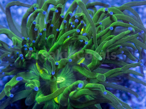 FK Blue Tip Torch Euphyllia (2 Heads)