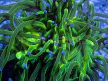 Carregar imagem no visualizador da galeria, FK Blue Tip Torch Euphyllia (2 Heads)