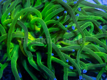 Carregar imagem no visualizador da galeria, FK Blue Tip Torch Euphyllia (2 Heads)