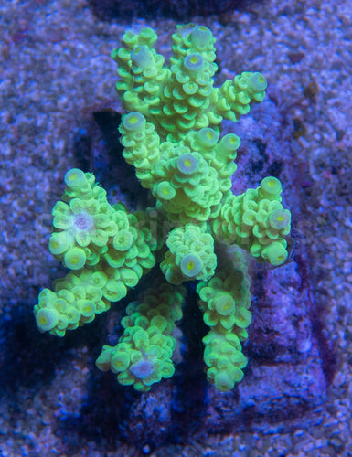 FK Ultra Color Acropora Colony (Size M) SPS802