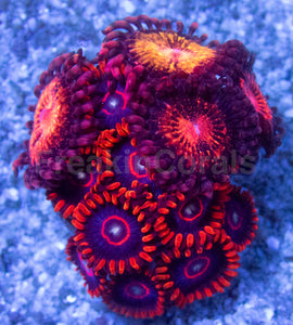 FK Red Hornet e Fairy Munchen Zoanthus Mix FK168