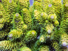 Load image into Gallery viewer, FK Lima Millepora Acropora