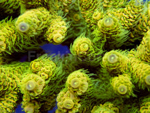 Load image into Gallery viewer, FK Lima Millepora Acropora