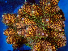 Load image into Gallery viewer, FK  Yellow Polyps Metal Millepora Acropora