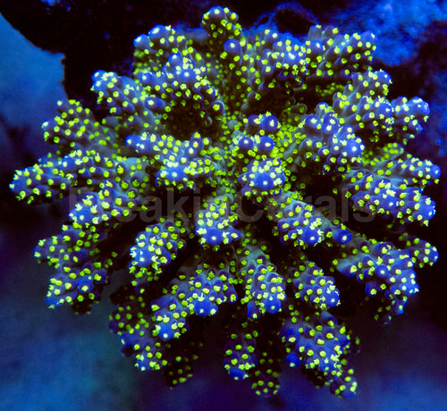 FK Tricolor Acropora