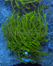 Carregar imagem no visualizador da galeria, Euphyllia glabrescens “Blue Tip Green Torch” – WYSIWYG - freakincorals.com