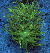 Carregar imagem no visualizador da galeria, Euphyllia glabrescens “Blue Tip Green Torch” – WYSIWYG - freakincorals.com