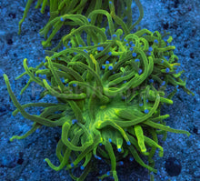 Carregar imagem no visualizador da galeria, Euphyllia glabrescens “Blue Tip Green Torch” – WYSIWYG - freakincorals.com