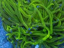 Carregar imagem no visualizador da galeria, Euphyllia glabrescens “Blue Tip Green Torch” – WYSIWYG - freakincorals.com