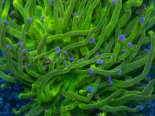 Carregar imagem no visualizador da galeria, Euphyllia glabrescens “Blue Tip Green Torch” – WYSIWYG - freakincorals.com