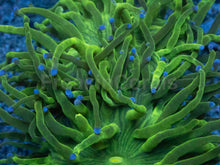 Carregar imagem no visualizador da galeria, Euphyllia glabrescens “Blue Tip Green Torch” – WYSIWYG - freakincorals.com