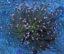 Carregar imagem no visualizador da galeria, Euphyllia glabrescens “Pink Tip Green Torch” – WYSIWYG - freakincorals.com