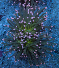 Carregar imagem no visualizador da galeria, Euphyllia glabrescens “Pink Tip Green Torch” – WYSIWYG - freakincorals.com