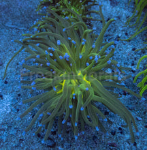 Carregar imagem no visualizador da galeria, Euphyllia glabrescens “Blue Tip Green Torch” – WYSIWYG - freakincorals.com