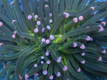 Carregar imagem no visualizador da galeria, Euphyllia glabrescens “Pink Tip Green Torch” – WYSIWYG - freakincorals.com