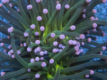 Carregar imagem no visualizador da galeria, Euphyllia glabrescens “Pink Tip Green Torch” – WYSIWYG - freakincorals.com