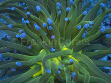 Carregar imagem no visualizador da galeria, Euphyllia glabrescens “Blue Tip Green Torch” – WYSIWYG - freakincorals.com