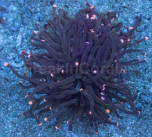 Carregar imagem no visualizador da galeria, Euphyllia glabrescens “Pink Tip Black Torch” – WYSIWYG - freakincorals.com