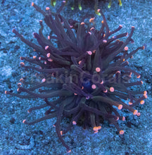 Carregar imagem no visualizador da galeria, Euphyllia glabrescens “Pink Tip Black Torch” – WYSIWYG - freakincorals.com
