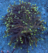 Carregar imagem no visualizador da galeria, Euphyllia glabrescens “Dragon Soul Grade B” – WYSIWYG - freakincorals.com