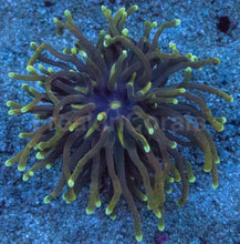 Carregar imagem no visualizador da galeria, Euphyllia glabrescens “Dragon Soul Grade B” – WYSIWYG - freakincorals.com