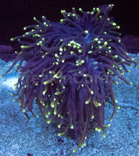 Carregar imagem no visualizador da galeria, Euphyllia glabrescens “Dragon Soul Grade B” – WYSIWYG - freakincorals.com