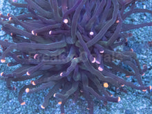 Carregar imagem no visualizador da galeria, Euphyllia glabrescens “Pink Tip Black Torch” – WYSIWYG - freakincorals.com