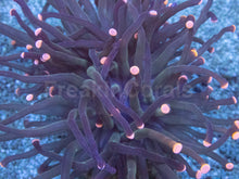 Carregar imagem no visualizador da galeria, Euphyllia glabrescens “Pink Tip Black Torch” – WYSIWYG - freakincorals.com