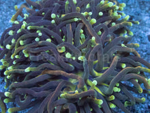 Carregar imagem no visualizador da galeria, Euphyllia glabrescens “Dragon Soul Grade B” – WYSIWYG - freakincorals.com