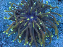Carregar imagem no visualizador da galeria, Euphyllia glabrescens “Dragon Soul Grade B” – WYSIWYG - freakincorals.com