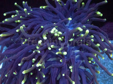 Carregar imagem no visualizador da galeria, Euphyllia glabrescens “Dragon Soul Grade B” – WYSIWYG - freakincorals.com