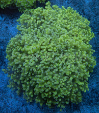 Carregar imagem no visualizador da galeria, Euphyllia yaeyamaensis “Ice Blue Tip” – WYSIWYG - XL Size - freakincorals.com