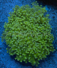 Carregar imagem no visualizador da galeria, Euphyllia yaeyamaensis “Ice Blue Tip” – WYSIWYG - XL Size - freakincorals.com
