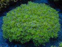 Carregar imagem no visualizador da galeria, Euphyllia yaeyamaensis “Toxic Green Blue Tip” – WYSIWYG - XXL Size - freakincorals.com
