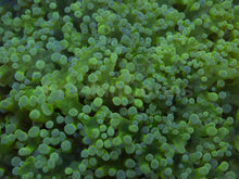 Carregar imagem no visualizador da galeria, Euphyllia yaeyamaensis “Ice Blue Tip” – WYSIWYG - XL Size - freakincorals.com