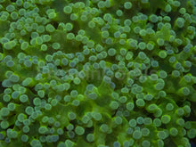 Carregar imagem no visualizador da galeria, Euphyllia yaeyamaensis “Ice Blue Tip” – WYSIWYG - XL Size - freakincorals.com