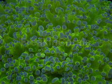 Carregar imagem no visualizador da galeria, Euphyllia yaeyamaensis “Toxic Green Blue Tip” – WYSIWYG - XXL Size - freakincorals.com