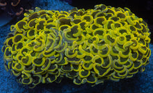 Load image into Gallery viewer, Euphyllia ancora “Banana Ultra Colour” – WYSIWYG